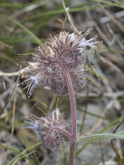 Phacelia mutabilis