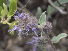 Phacelia mutabilis