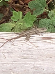 Sceloporus occidentalis