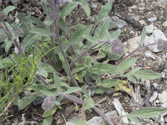 Phacelia mutabilis