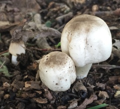 Agaricus pocillator