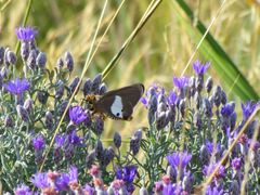 Oocephala staehelinoides