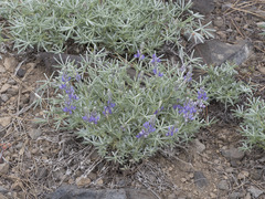 Lupinus obtusilobus