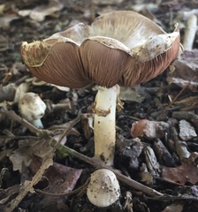 Agaricus pocillator