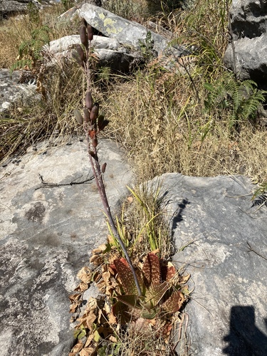 Aloe affinis (Aloe affinis)