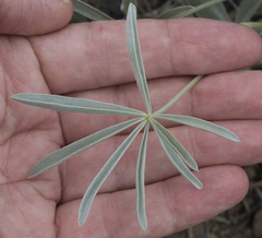 Lupinus obtusilobus