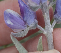 Lupinus obtusilobus