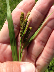 Carex shortiana