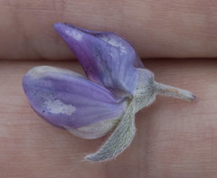 Lupinus obtusilobus