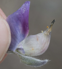 Lupinus obtusilobus