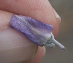 Lupinus obtusilobus