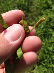 Carex shortiana