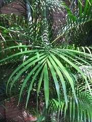 Dypsis lutescens