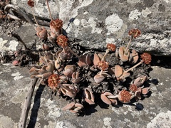 Crassula swaziensis