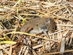 Microtus townsendii