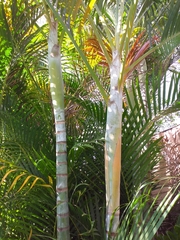 Dypsis lutescens