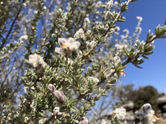 Syncolostemon eriocephalus