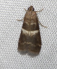 Elegia similella