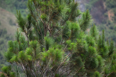 Pinus occidentalis