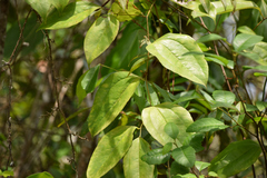Smilax domingensis
