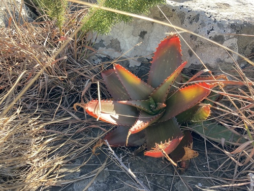 Aloe affinis (Aloe affinis)