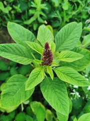Amaranthus caudatus