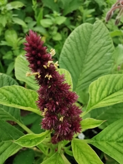 Amaranthus caudatus