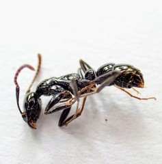 Leptogenys intermedia