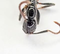 Leptogenys intermedia