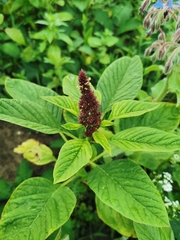 Amaranthus caudatus