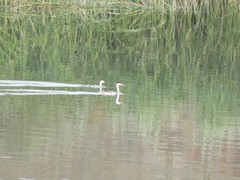 Aechmophorus clarkii