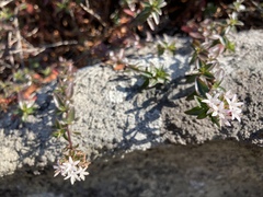 Otiophora cupheoides
