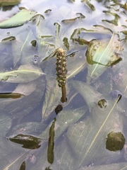 Potamogeton amplifolius