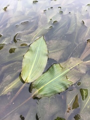 Potamogeton amplifolius