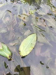 Potamogeton amplifolius