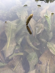 Potamogeton amplifolius