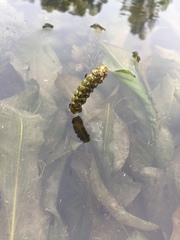 Potamogeton amplifolius