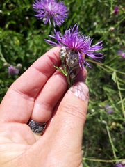 Centaurea sterilis