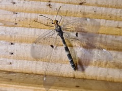 Megistopus flavicornis