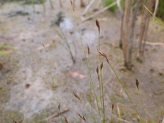 Rhynchospora capillacea