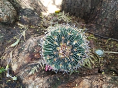 Echinofossulocactus crispatus