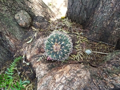 Echinofossulocactus crispatus