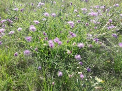 Centaurea sterilis