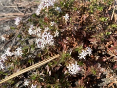 Otiophora cupheoides