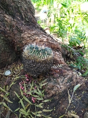 Echinofossulocactus crispatus