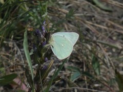 Colias christina
