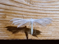 Pterophorus