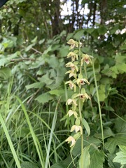 Epipactis