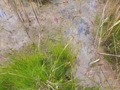 Rhynchospora capillacea