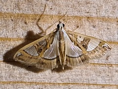 Glyphodes pyloalis